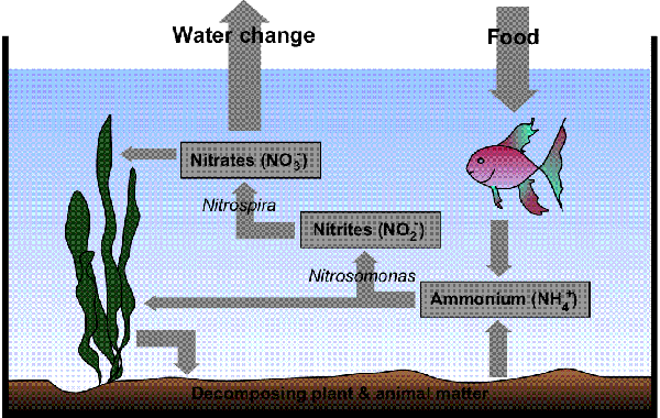 Pond Aquarium Nitrogen Cycle
